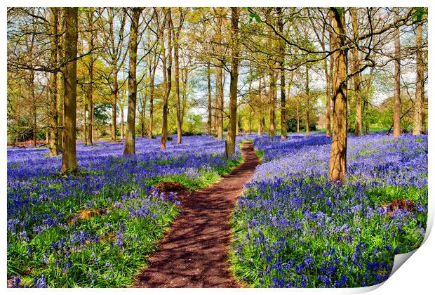 Oxfordshire's Enchanting Bluebell Woodland Print by Andy Evans Photos