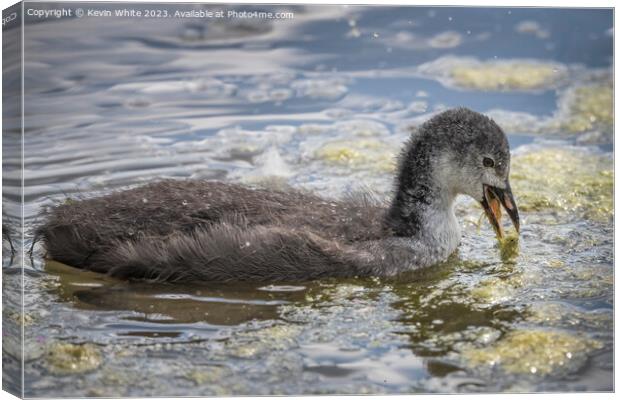 Juvenile coot practicing feeding for themselves Canvas Print by Kevin White