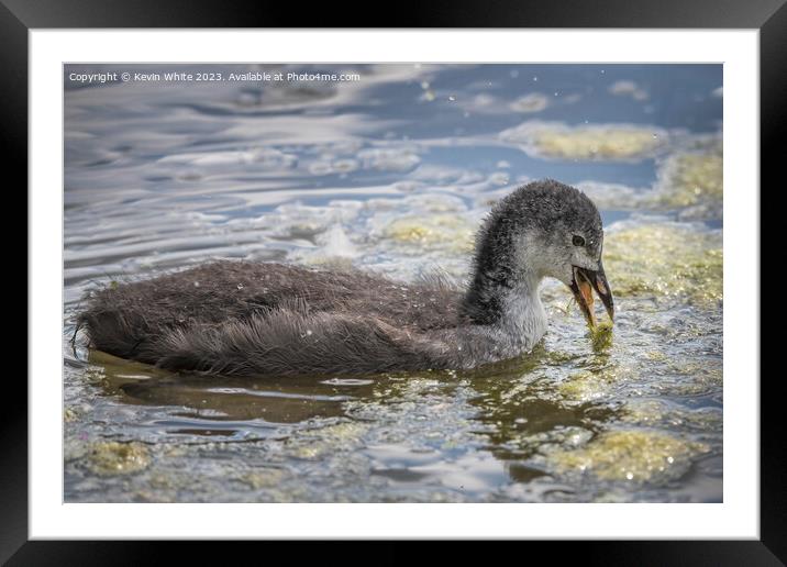 Juvenile coot practicing feeding for themselves Framed Mounted Print by Kevin White
