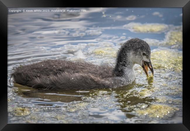 Juvenile coot practicing feeding for themselves Framed Print by Kevin White