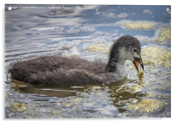 Juvenile coot practicing feeding for themselves Acrylic by Kevin White