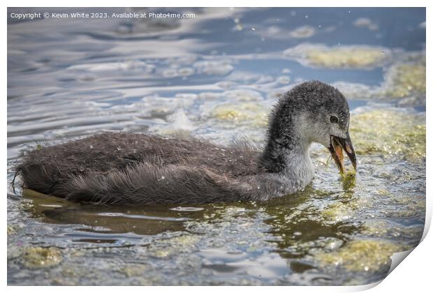 Juvenile coot practicing feeding for themselves Print by Kevin White