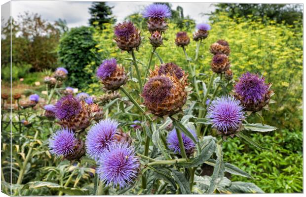 Cardoon Cynara Cardunculus Flowers Canvas Print by Artur Bogacki