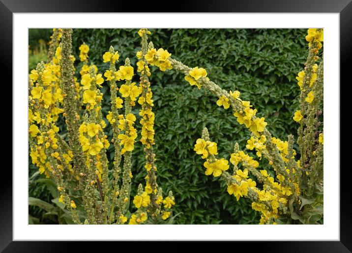 Denseflower Mullein Yellow Flowers Framed Mounted Print by Artur Bogacki