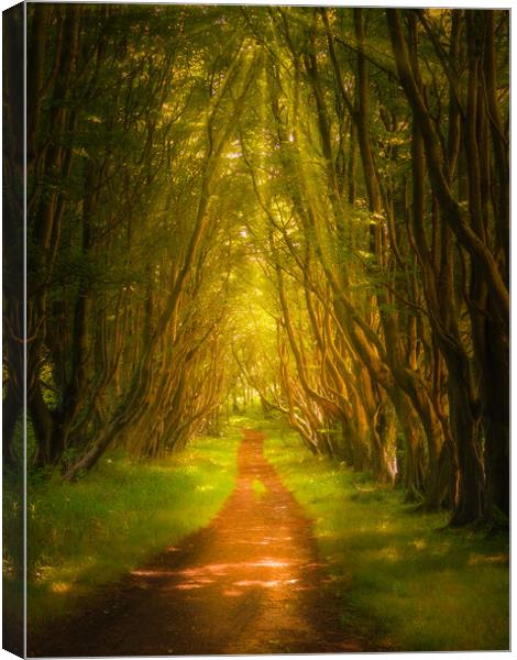 Into The Woods Canvas Print by Gareth Burge Photography