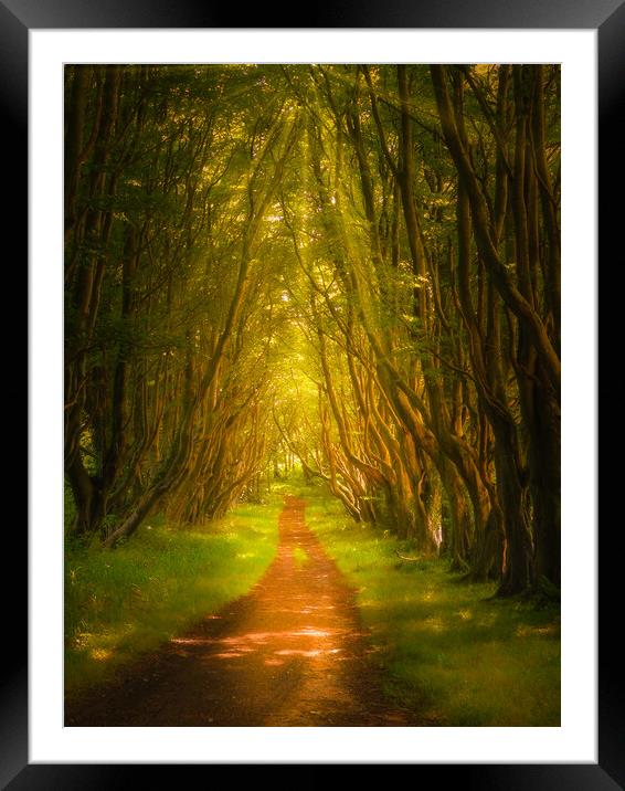 Into The Woods Framed Mounted Print by Gareth Burge Photography