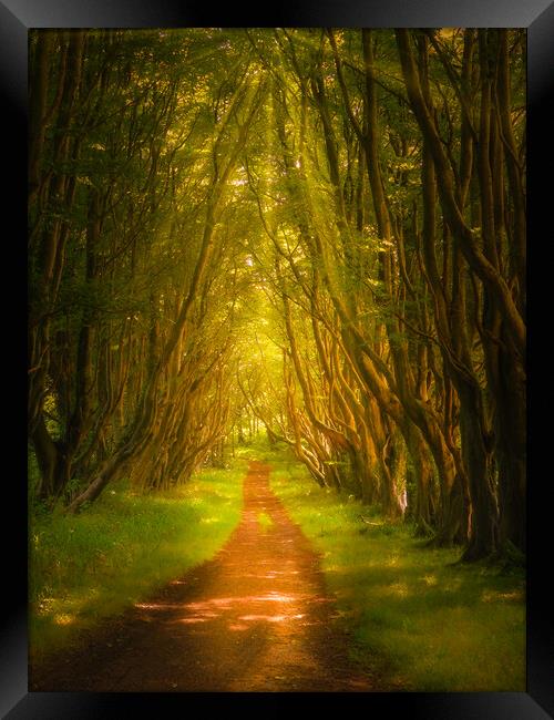 Into The Woods Framed Print by Gareth Burge Photography