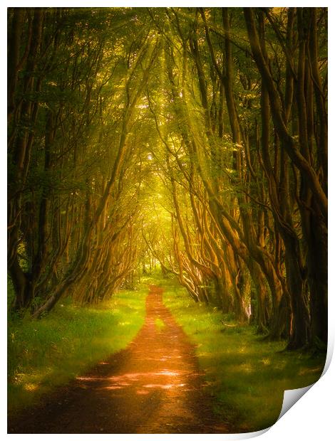 Into The Woods Print by Gareth Burge Photography