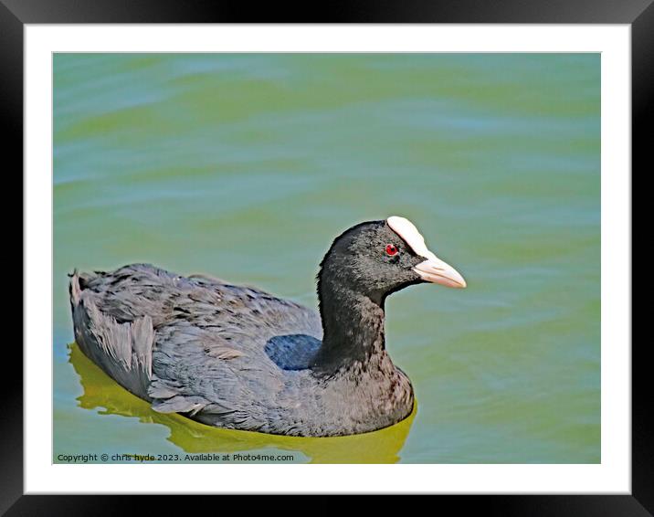 Eurasion Coot Swmming Framed Mounted Print by chris hyde