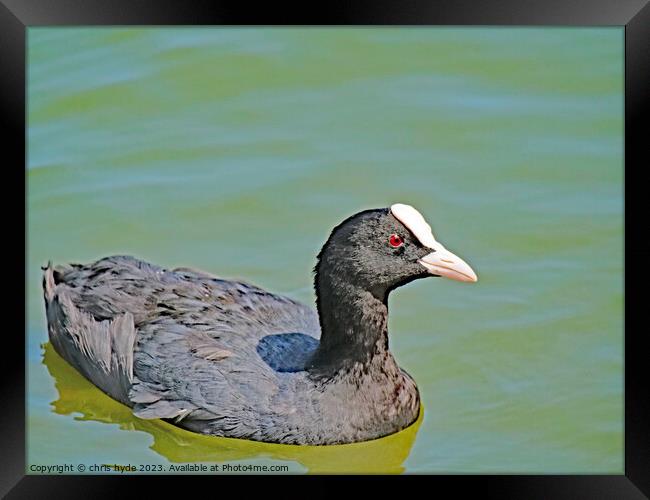 Eurasion Coot Swmming Framed Print by chris hyde