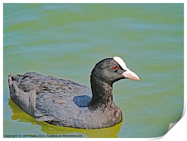 Eurasion Coot Swmming Print by chris hyde