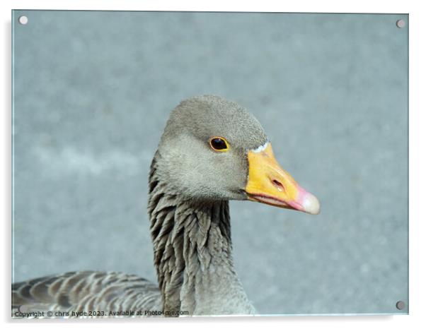 Greylag Goose Acrylic by chris hyde