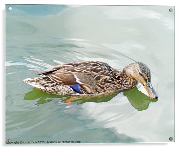 Mallard Duck Drinking Acrylic by chris hyde