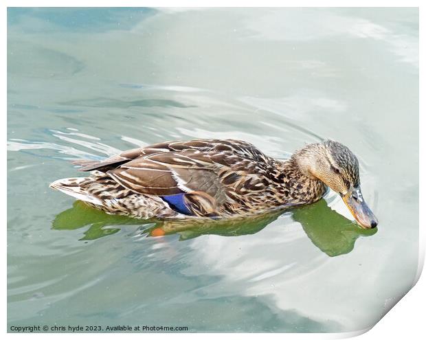 Mallard Duck Drinking Print by chris hyde