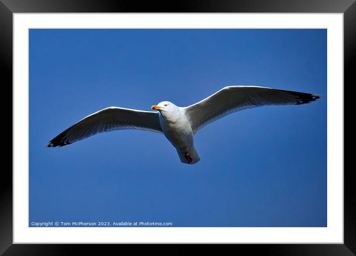 Soaring Skyward: Avian Ballet Framed Mounted Print by Tom McPherson