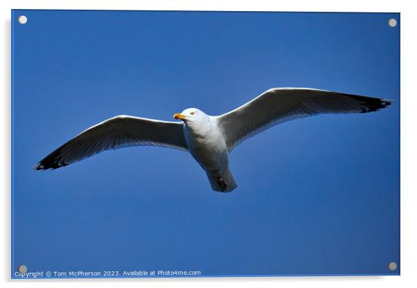 Soaring Skyward: Avian Ballet Acrylic by Tom McPherson