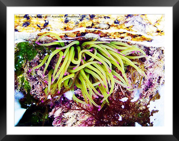 Cornish Rock Pool Snakelocks Anemone Framed Mounted Print by Terri Waters