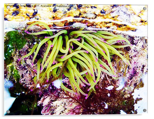 Cornish Rock Pool Snakelocks Anemone Acrylic by Terri Waters