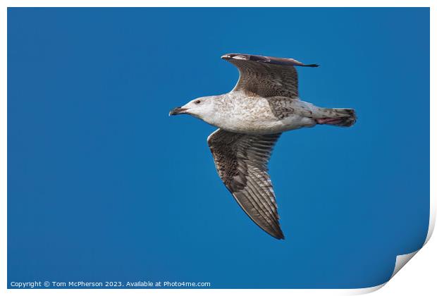 Soaring Free: Skybound Journey Print by Tom McPherson