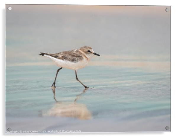 A kentish plover standing on a beach near a body of water Acrylic by Vicky Outen
