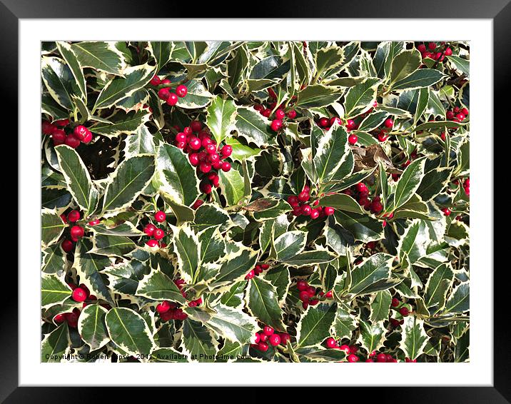 Christmas holly bellies and leaves Framed Mounted Print by Robert Gipson