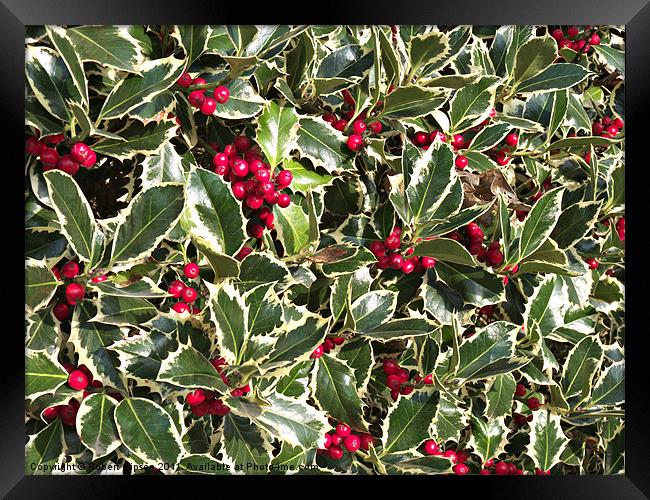 Christmas holly bellies and leaves Framed Print by Robert Gipson