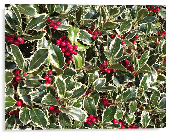 Christmas holly bellies and leaves Acrylic by Robert Gipson