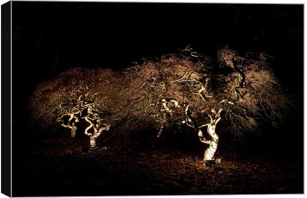 Acer at night Canvas Print by Karl Thompson