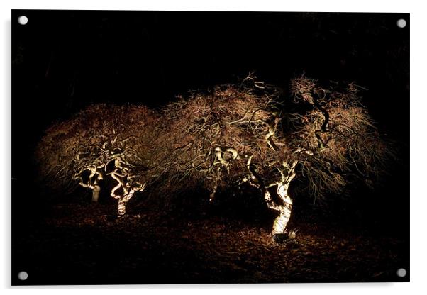 Acer at night Acrylic by Karl Thompson