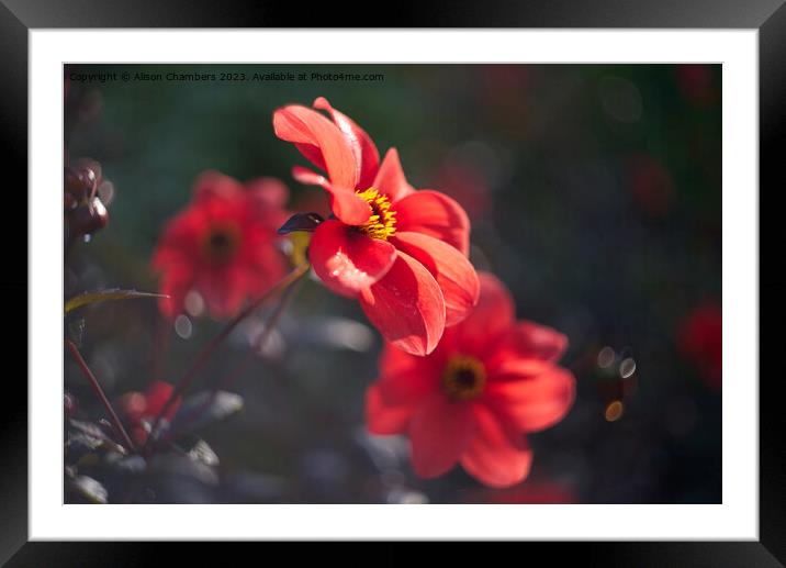 Morning Dahlias  Framed Mounted Print by Alison Chambers