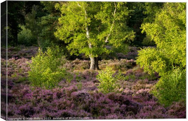 Sunlit Solitude Amidst Surrey Heather Canvas Print by Mike Phillips