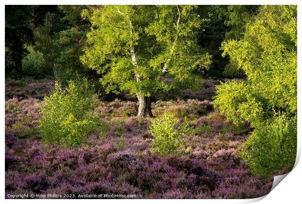 Sunlit Solitude Amidst Surrey Heather Print by Mike Phillips