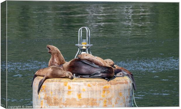 Outdoor Steller Sea lions resting and calling on a mooring buoy in Price William Sound, Alaska, USA Canvas Print by Dave Collins
