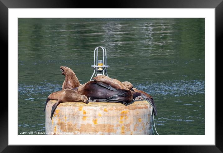 Outdoor Steller Sea lions resting and calling on a mooring buoy in Price William Sound, Alaska, USA Framed Mounted Print by Dave Collins