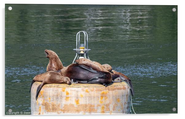 Outdoor Steller Sea lions resting and calling on a mooring buoy in Price William Sound, Alaska, USA Acrylic by Dave Collins