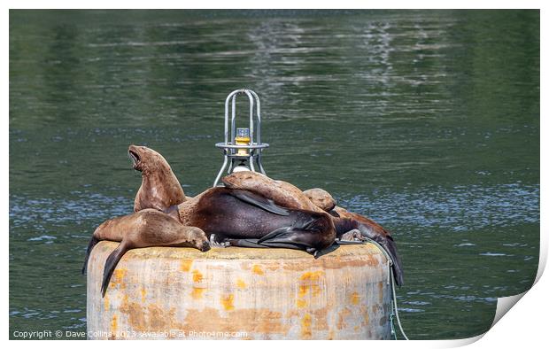 Outdoor Steller Sea lions resting and calling on a mooring buoy in Price William Sound, Alaska, USA Print by Dave Collins