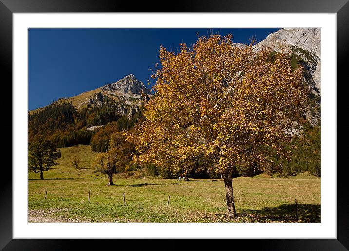 Fall colors in the alps Framed Mounted Print by Thomas Schaeffer