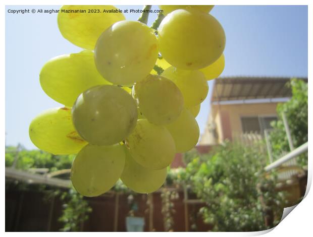 The Persian Vineyard's Bounty Print by Ali asghar Mazinanian