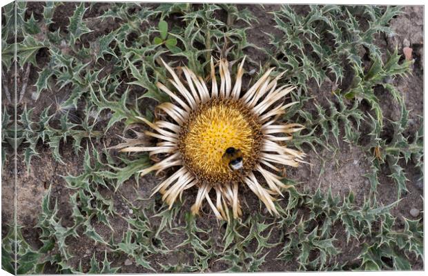 Carline Thistle Carlina Acanthifolia And Bumblebee Canvas Print by Artur Bogacki