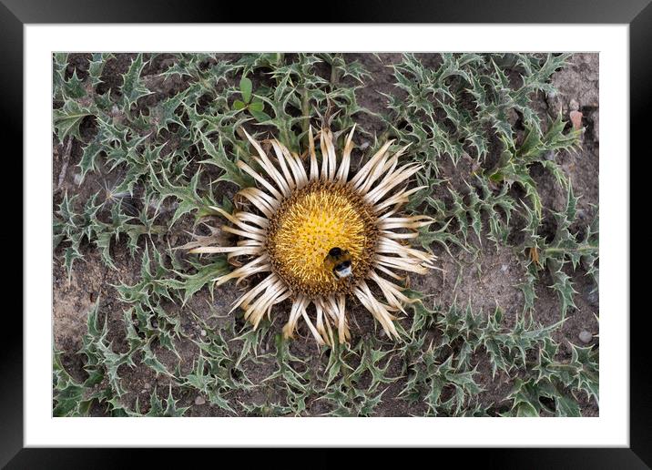 Carline Thistle Carlina Acanthifolia And Bumblebee Framed Mounted Print by Artur Bogacki