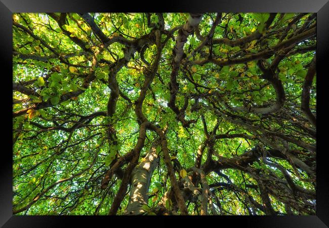 Majestic Canopy Of An Old Tree Framed Print by Artur Bogacki