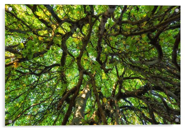 Majestic Canopy Of An Old Tree Acrylic by Artur Bogacki