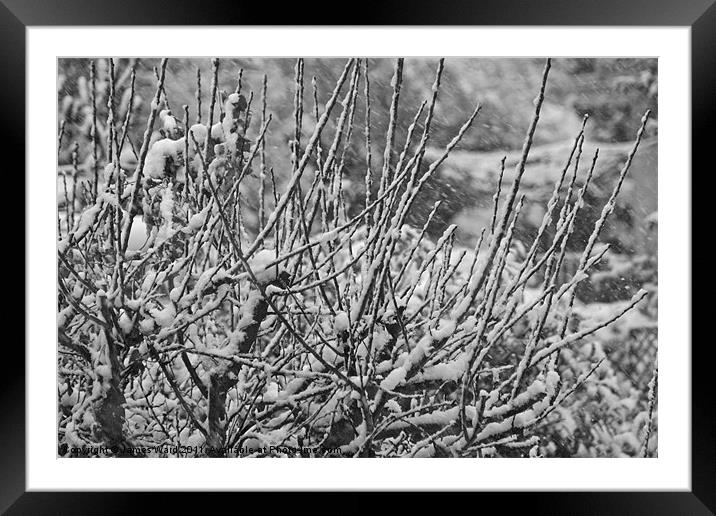 Winter snow Framed Mounted Print by James Ward