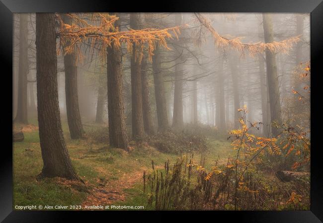 Caramel Woods Framed Print by Alex Calver