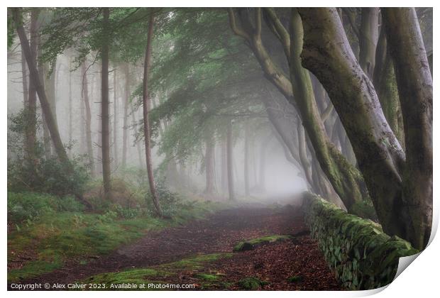 Misty Tree Tunnel Print by Alex Calver