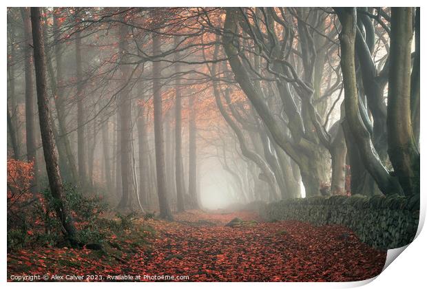 Autumn Pathway Print by Alex Calver