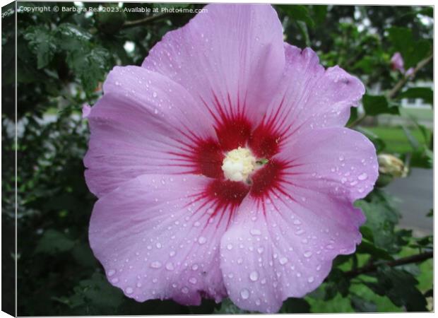 Plant flower Canvas Print by Barbara Rea