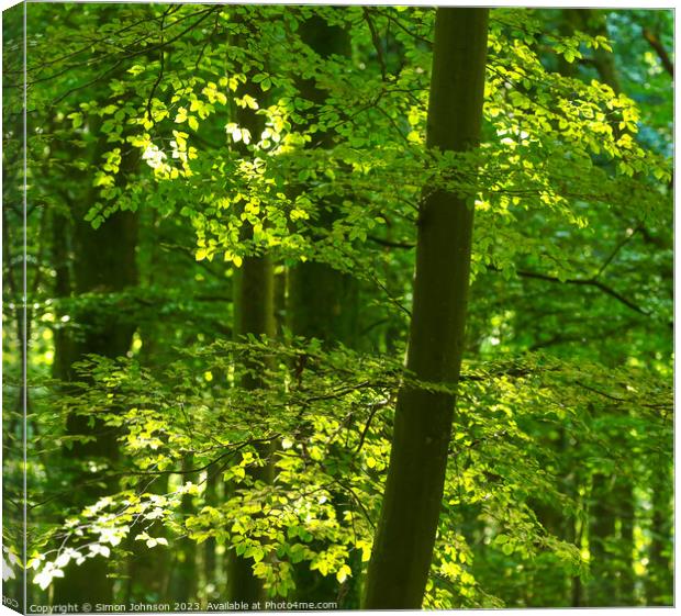 sunlit leaves  Canvas Print by Simon Johnson