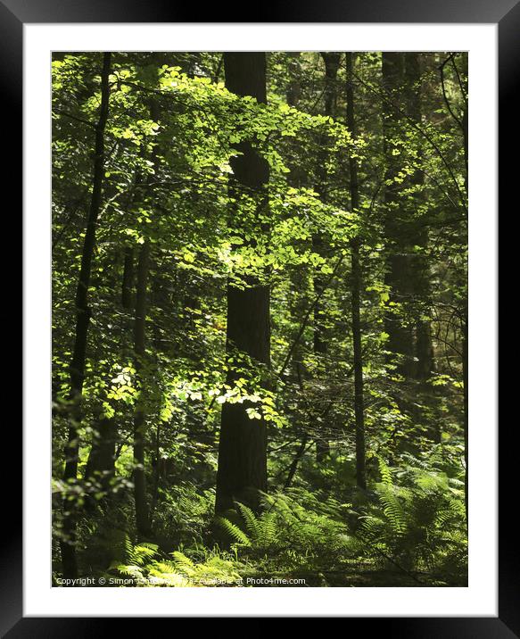 sunlit ferns and woodland Framed Mounted Print by Simon Johnson