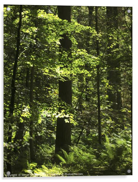 sunlit ferns and woodland Acrylic by Simon Johnson